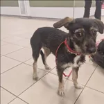 Znaleziono psa, Grudziądz, 26 kwietnia 2025