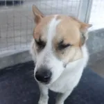 PIES INTERWENCJA 26.04.2025