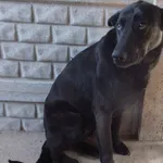 Znaleziono psa, Nowa Krępa, 16 kwietnia 2025