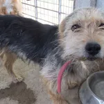 Kolczyk to pies przywieziony w dniu 15.04.2025r z terenu gm. Troszyn, średni, kontaktowy, miły