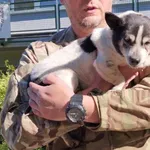 Znaleziono psa, Toruń, 26 kwietnia 2025