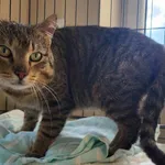 Kocurek poz. 25/165/K