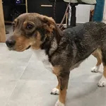 Znaleziono psa, Toruń, 24 kwietnia 2025