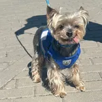 Znaleziono psa, Bydgoszcz, 27 kwietnia 2025