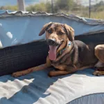 Znaleziono psa, Szczecin, 27 kwietnia 2025