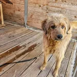 Pies do adopcji, Orzechowce, 27 kwietnia 2025