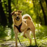 Pies do adopcji, Kraków, 13 kwietnia 2025