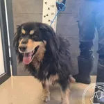 Znaleziono psa, Chełmek, 27 kwietnia 2025