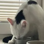 Zaginął kot, Łódź, 27 kwietnia 2025