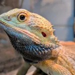 Znaleziono zwierzę, Lublin, 28 kwietnia 2025