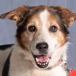 Pies do adopcji, Gdańsk, 28 kwietnia 2025