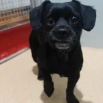 PIES PRZYWIEZIONY Z INTERWENCJI 27-04-2025