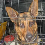 Znaleziono psa, Sosnowiec, 27 kwietnia 2025