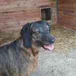 Pies do adopcji, Orzechowce, 28 kwietnia 2025