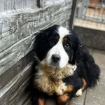 Pies do adopcji, Rytlów, 29 kwietnia 2025