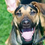 Piesek znaleziony w Szczodrzykowie