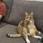 Zaginął kot, Łódź, 29 kwietnia 2025