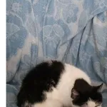 Zaginął kot, Łódź, 29 kwietnia 2025