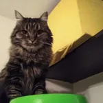 Zaginął kot, Warszawa, 29 kwietnia 2025