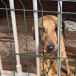 Pies do adopcji, Gorzów Wielkopolski, 28 kwietnia 2025