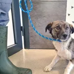 Znaleziono psa, Chełmek, 28 kwietnia 2025