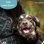 Pies do adopcji, Dąbrówka, 29 kwietnia 2025