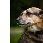 Pies do adopcji, Wrocław, 14 grudnia 2023