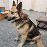 Znaleziono psa, Toruń, 26 kwietnia 2025