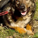 Lara - psi anioł do pokochania!