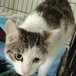 Znaleziono kota, Toruń, 26 kwietnia 2025