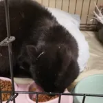 Znaleziono kota, Toruń, 26 kwietnia 2025