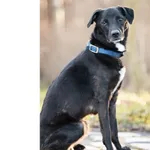 Pies do adopcji, Wrocław, 9 sierpnia 2024