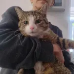 Kocurek poz. 25/176/K