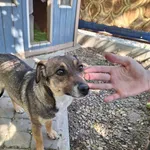 Pies do adopcji, Orzechowce, 30 kwietnia 2025