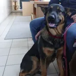 Znaleziono psa, Gdańsk, 30 kwietnia 2025