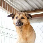 Jessi - kochana, młodziutka sunia z łaciatym noskiem!