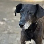 Pies do adopcji, Oborniki, 19 marca 2025