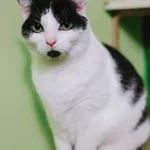 Kot do adopcji, Sosnowiec, 6 października 2024