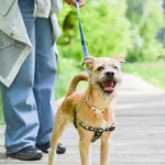 Znaleziono psa, Sosnowiec, 27 kwietnia 2025