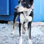 Znaleziono psa, Łódź, 30 kwietnia 2025