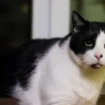 Kot do adopcji, Sosnowiec, 3 lutego 2025