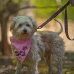 Pies do adopcji, Oborniki, 12 kwietnia 2025