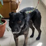 Znaleziono psa, Lublin, 2 maja 2025