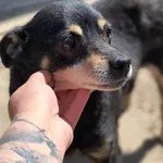 Pies do adopcji, Bełchatów, 12 grudnia 2024