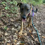 Znaleziono psa, Chojnice, 28 kwietnia 2025