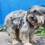 Znaleziono psa, Łódź, 1 maja 2025