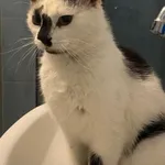 Zaginął kot, Łódź, 3 maja 2025