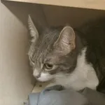 Znaleziono kota, Łódź, 3 maja 2025