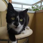 Zaginął kot, Sosnowiec, 4 maja 2025