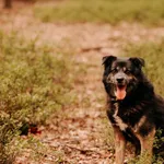 Pies do adopcji, Czartki, 4 maja 2025